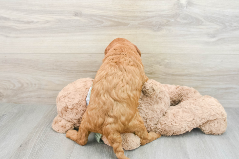 Energetic Golden Doodle Poodle Mix Puppy