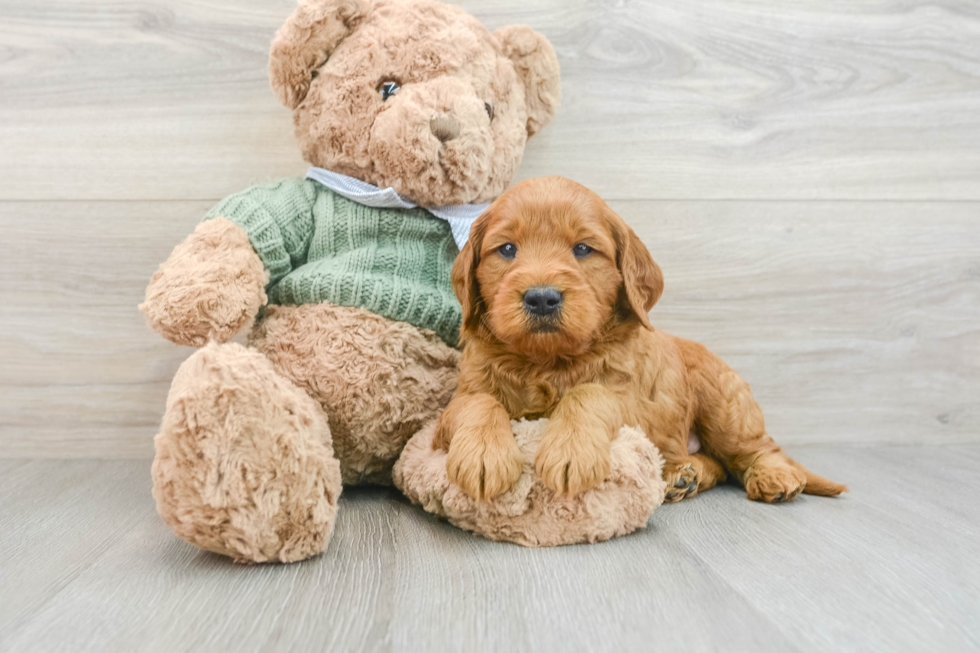 Mini Goldendoodle Puppy for Adoption