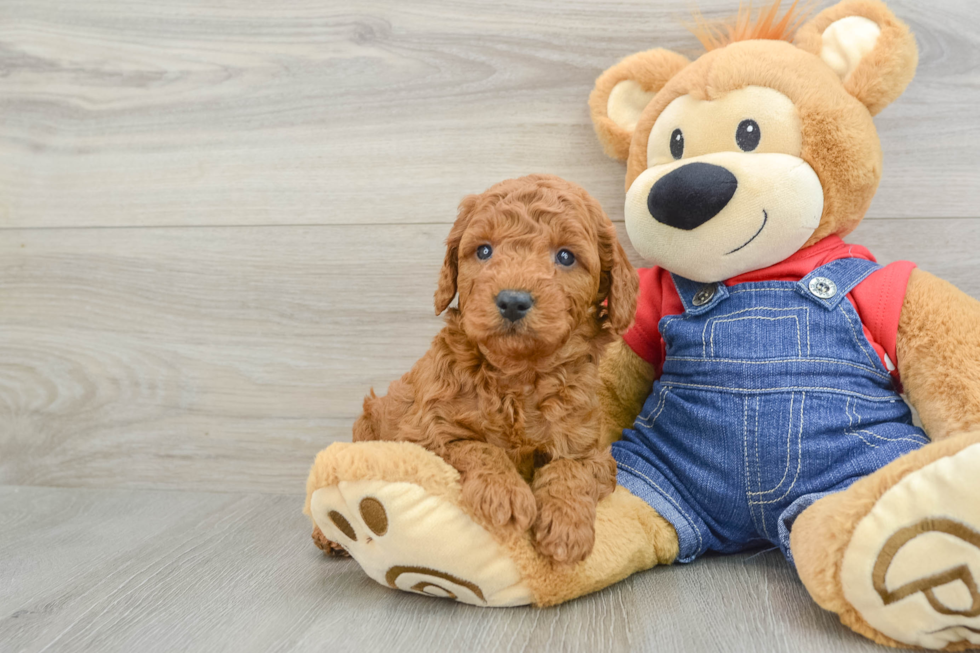 Mini Goldendoodle Puppy for Adoption