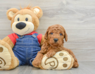 6 week old Mini Goldendoodle Puppy For Sale - Premier Pups