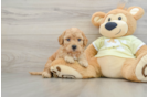 Best Mini Goldendoodle Baby