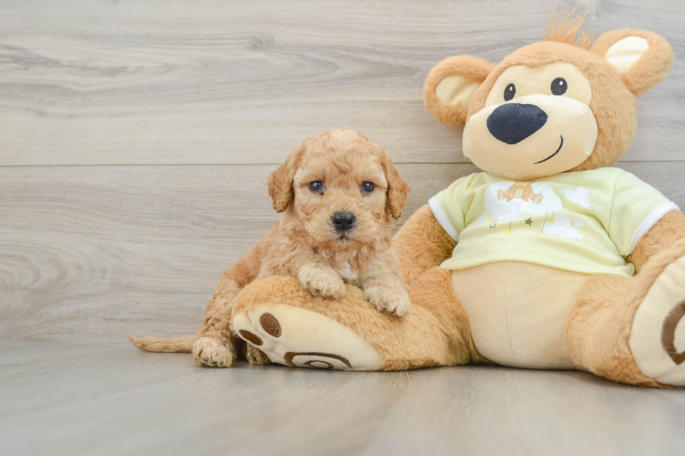Best Mini Goldendoodle Baby
