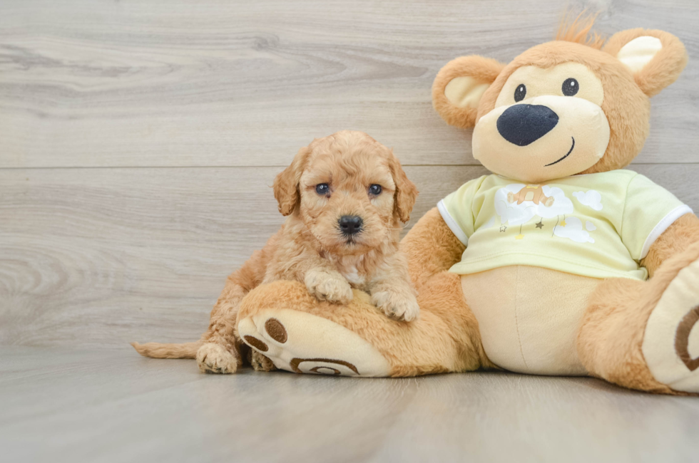6 week old Mini Goldendoodle Puppy For Sale - Premier Pups