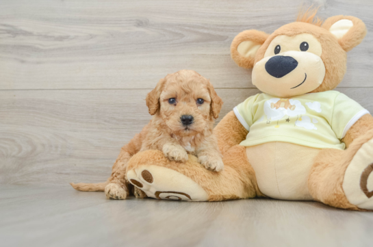 Best Mini Goldendoodle Baby