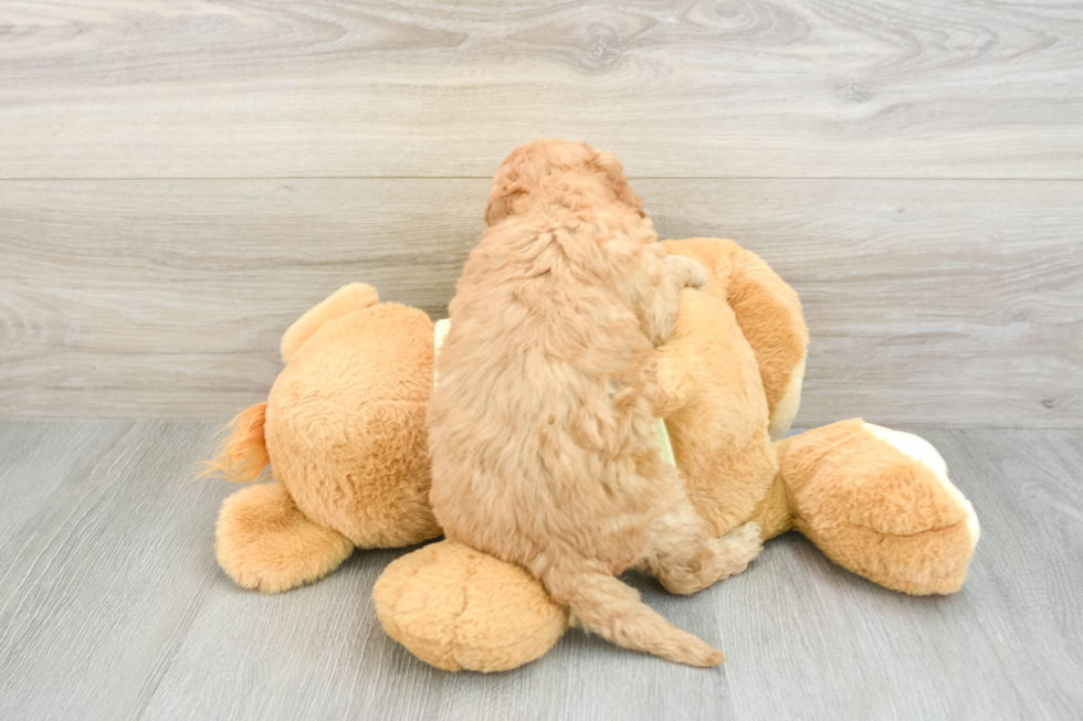 Adorable Golden Retriever Poodle Mix Poodle Mix Puppy