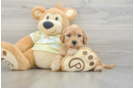 Small Mini Goldendoodle Baby