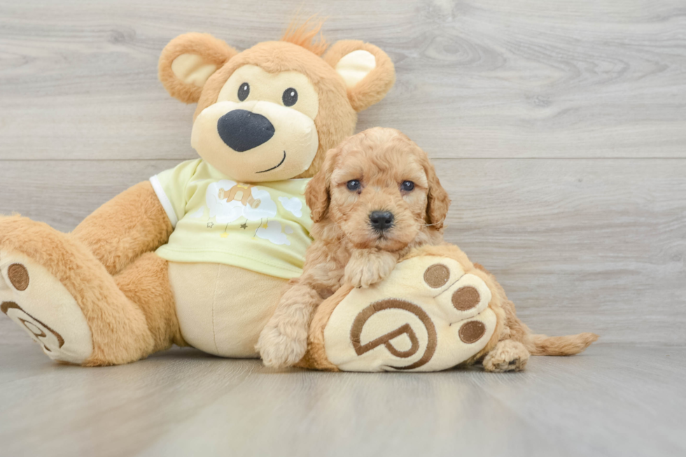 Small Mini Goldendoodle Baby