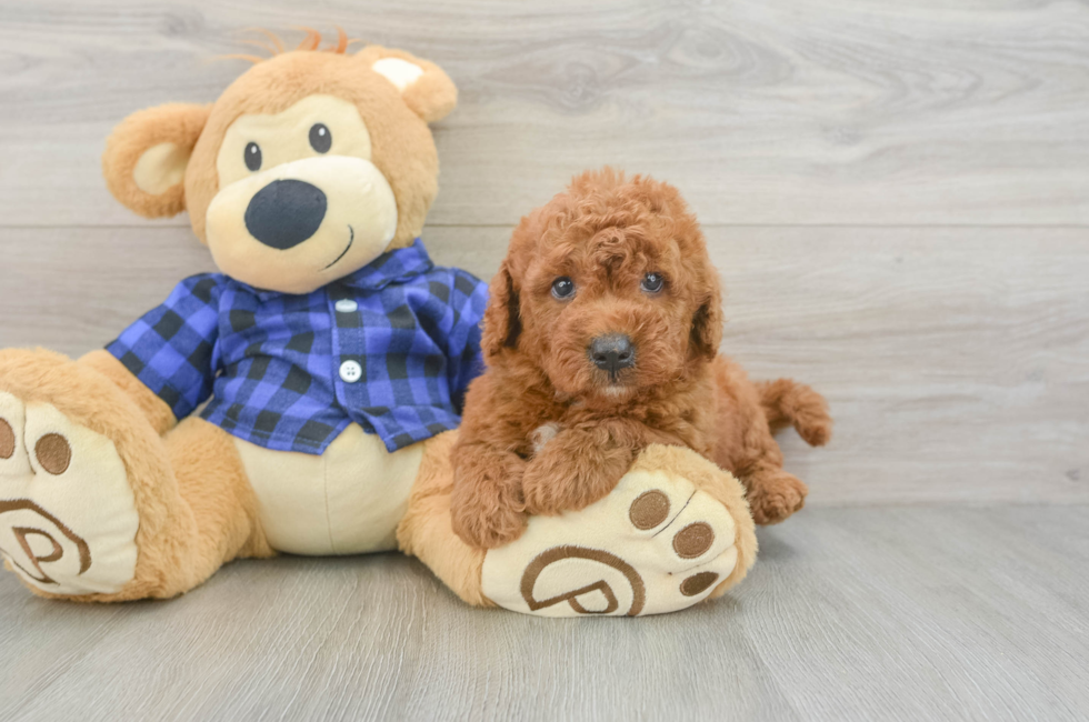 5 week old Mini Goldendoodle Puppy For Sale - Premier Pups