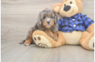 Petite Mini Goldendoodle Poodle Mix Pup