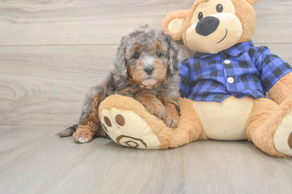 Petite Mini Goldendoodle Poodle Mix Pup