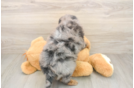 Sweet Mini Goldendoodle Baby