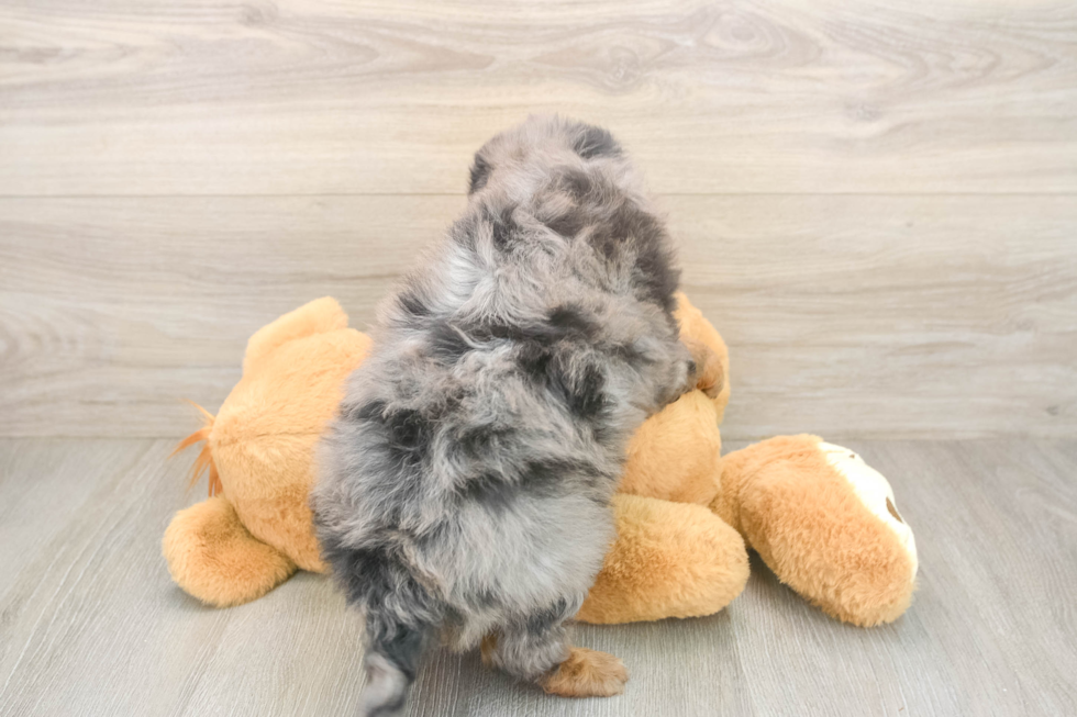 Sweet Mini Goldendoodle Baby