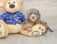 6 week old Mini Goldendoodle Puppy For Sale - Premier Pups