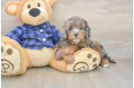 Happy Mini Goldendoodle Baby