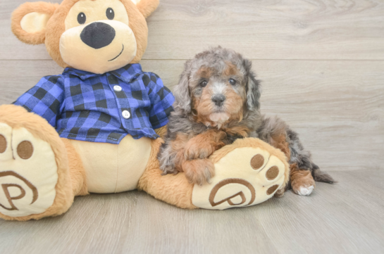 Happy Mini Goldendoodle Baby
