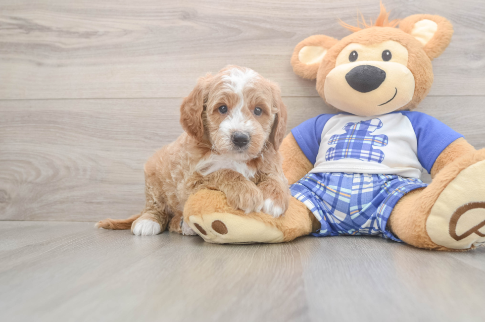 6 week old Mini Goldendoodle Puppy For Sale - Premier Pups