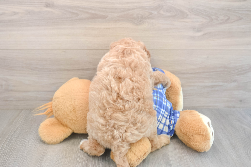Meet Everhart - our Mini Goldendoodle Puppy Photo  3/3 - Premier Pups Mini Goldendoodle Puppy for Adoption