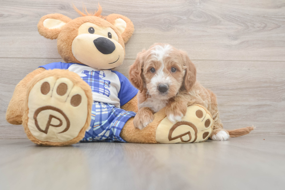 Meet Everhart - our Mini Goldendoodle Puppy Photo  2/3 - Premier Pups Cute Mini Goldendoodle Baby