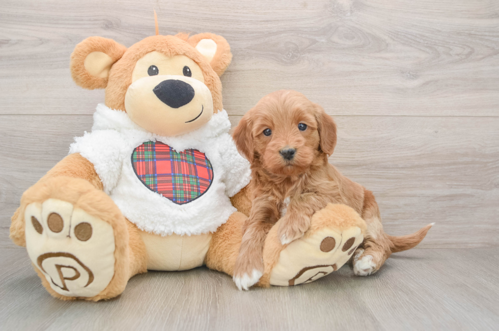 5 week old Mini Goldendoodle Puppy For Sale - Premier Pups