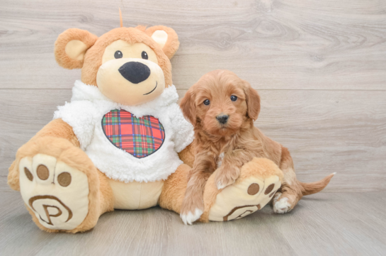 Best Mini Goldendoodle Baby