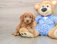 6 week old Mini Goldendoodle Puppy For Sale - Premier Pups