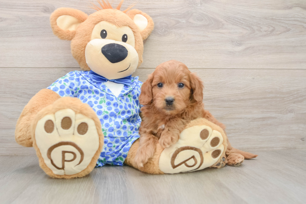 Popular Mini Goldendoodle Poodle Mix Pup