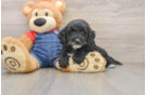 Hypoallergenic Mini Goldiepoo Poodle Mix Puppy