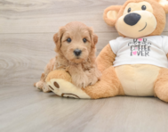 7 week old Mini Goldendoodle Puppy For Sale - Premier Pups