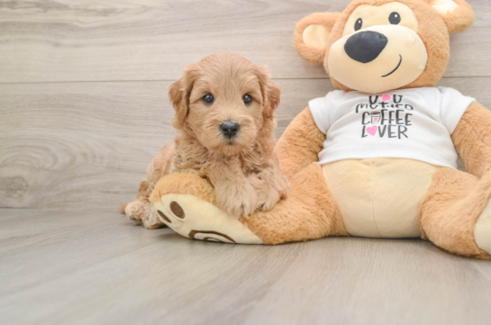 Best Mini Goldendoodle Baby