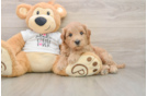 Hypoallergenic Mini Goldiepoo Poodle Mix Puppy