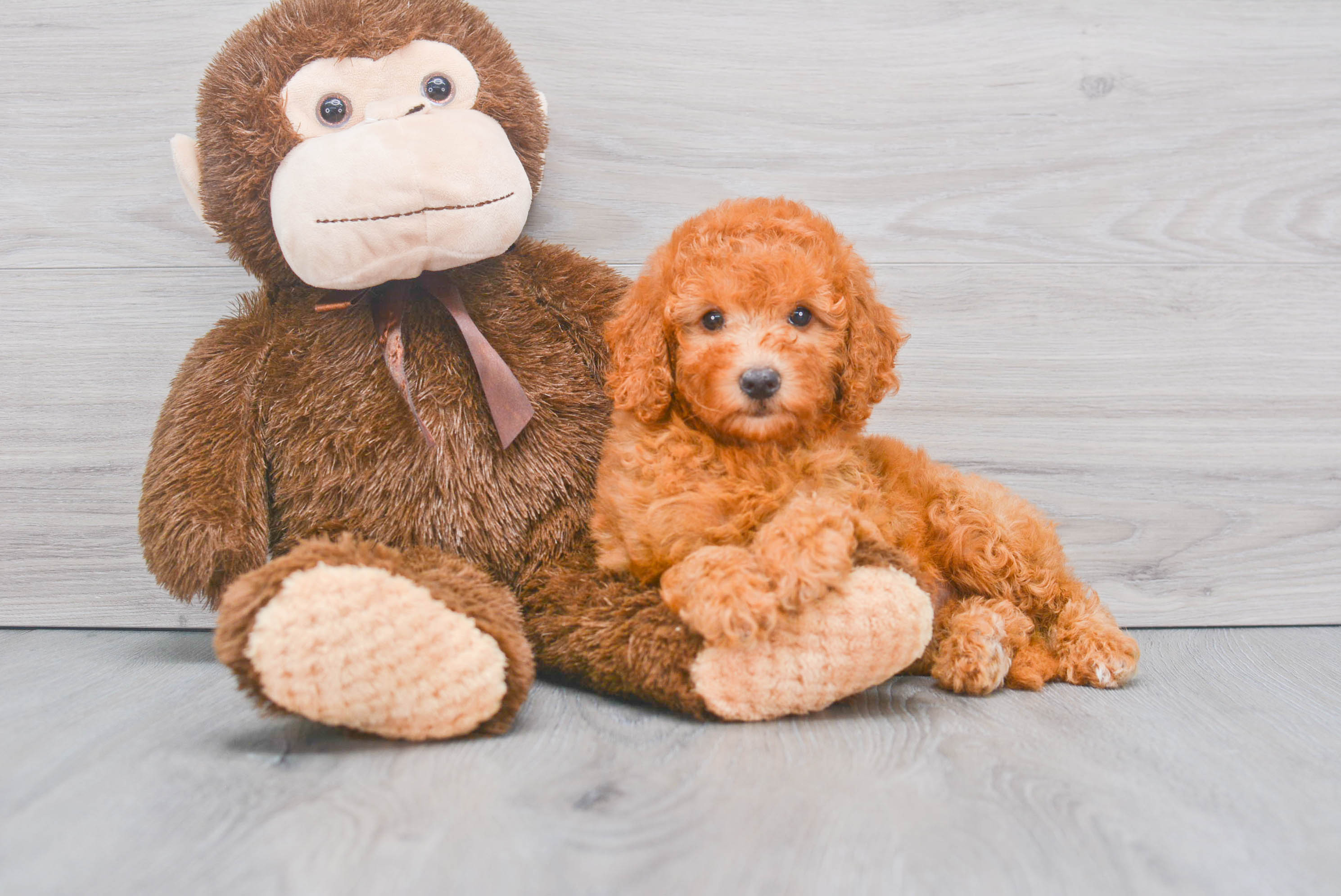 Best Mini Goldendoodle Baby
