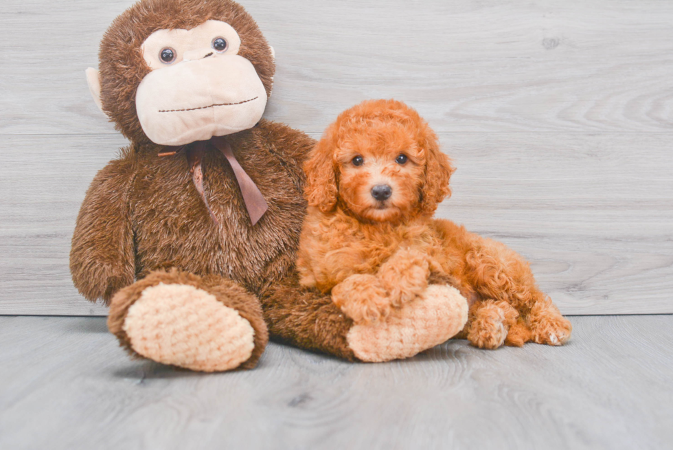 Best Mini Goldendoodle Baby