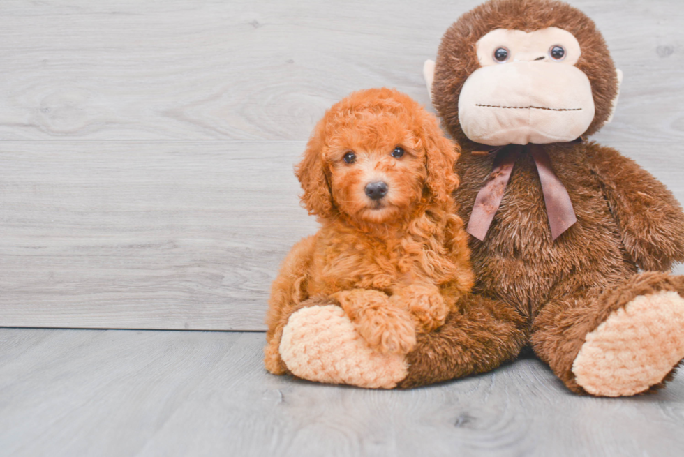 Smart Mini Goldendoodle Poodle Mix Pup