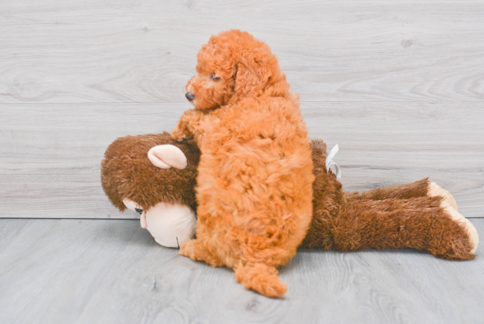 Sweet Mini Goldendoodle Baby