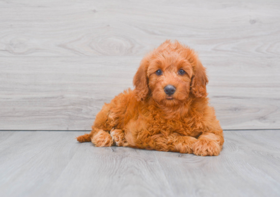 Fluffy Mini Goldendoodle Poodle Mix Pup