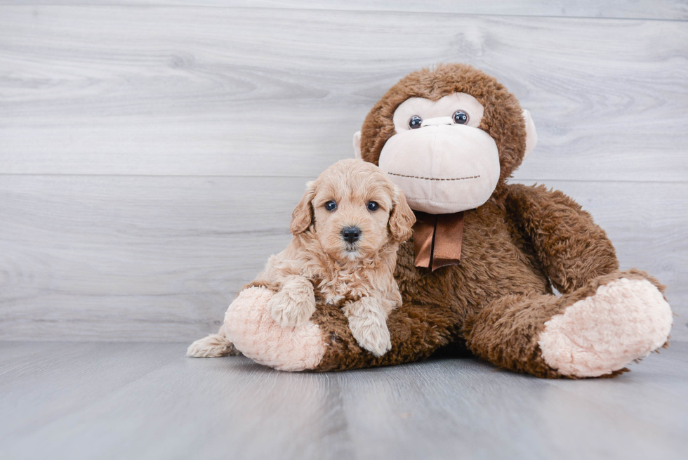 Small Mini Goldendoodle Baby