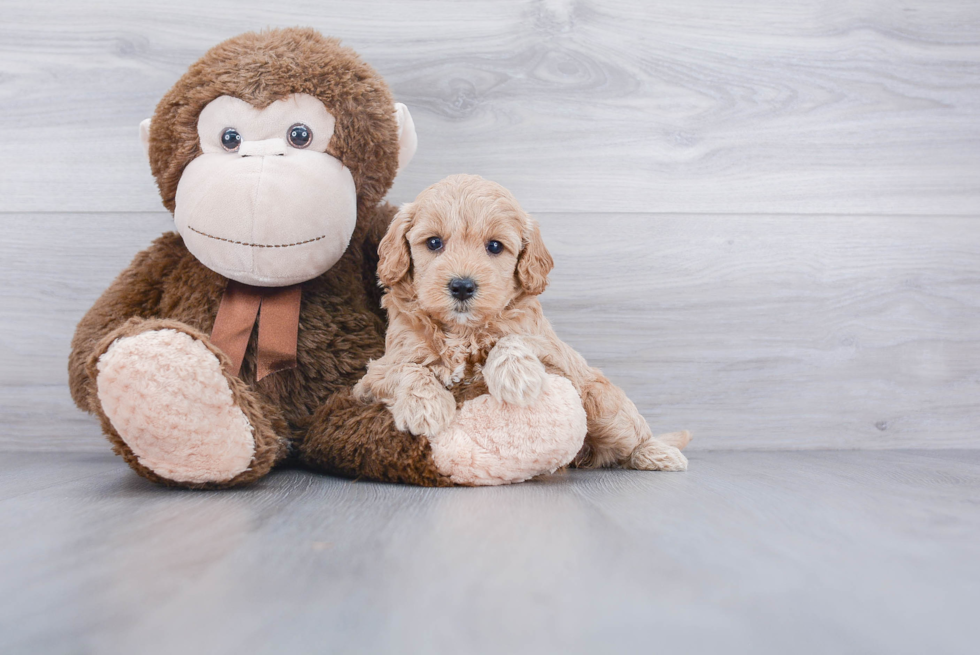 Mini Goldendoodle Pup Being Cute