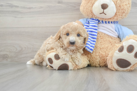 Best Mini Goldendoodle Baby