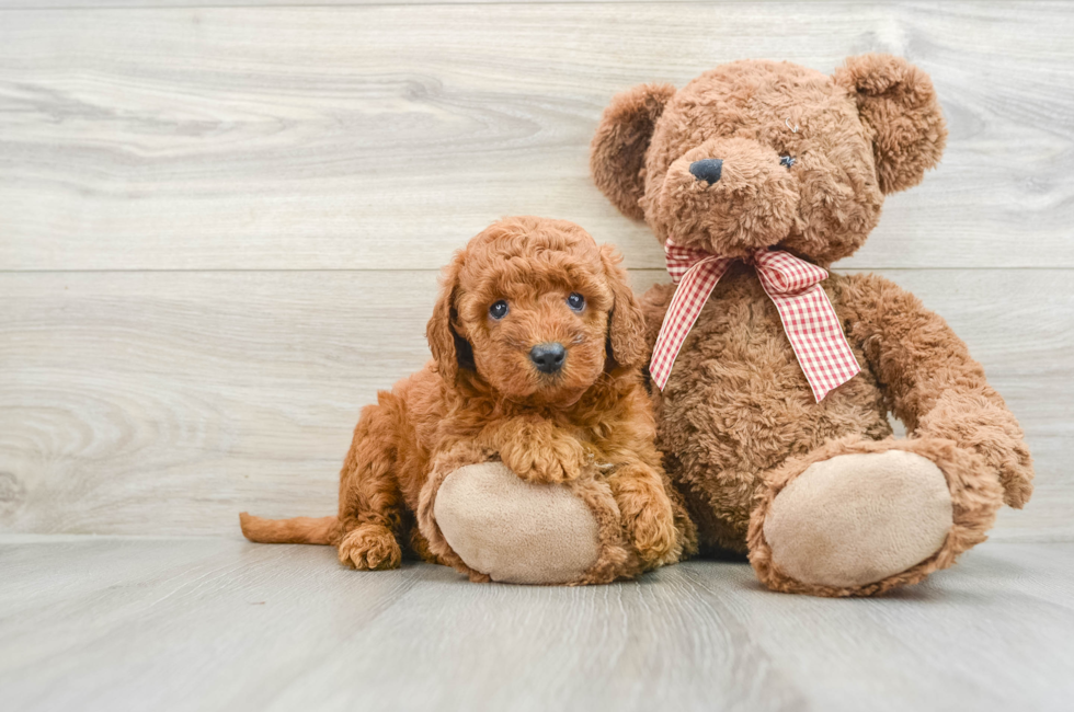 8 week old Mini Goldendoodle Puppy For Sale - Premier Pups