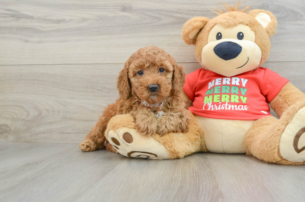 5 week old Mini Goldendoodle Puppy For Sale - Premier Pups