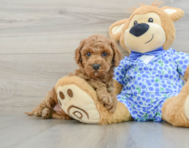 7 week old Mini Goldendoodle Puppy For Sale - Premier Pups