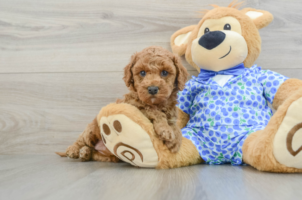 5 week old Mini Goldendoodle Puppy For Sale - Premier Pups