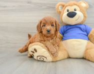 6 week old Mini Goldendoodle Puppy For Sale - Premier Pups