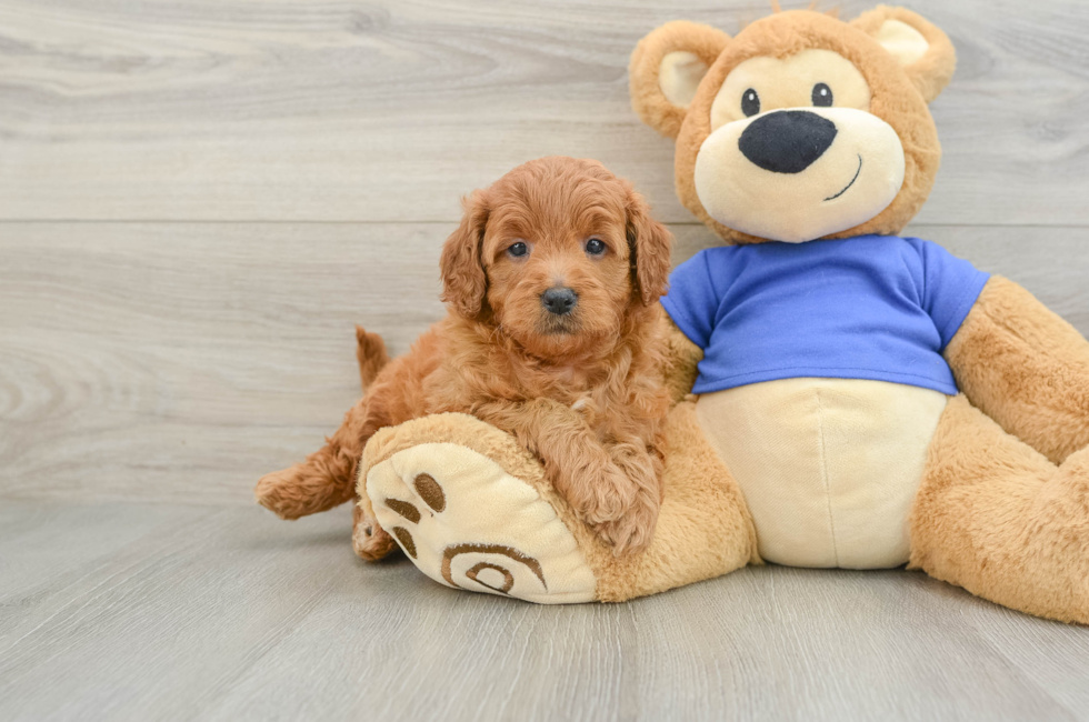5 week old Mini Goldendoodle Puppy For Sale - Premier Pups