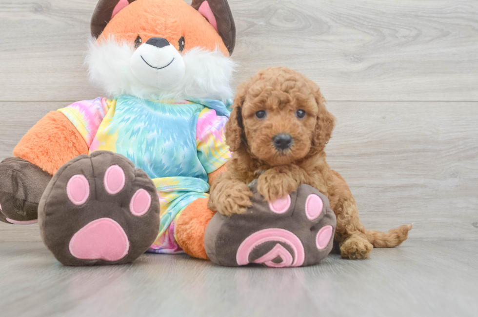 5 week old Mini Goldendoodle Puppy For Sale - Premier Pups