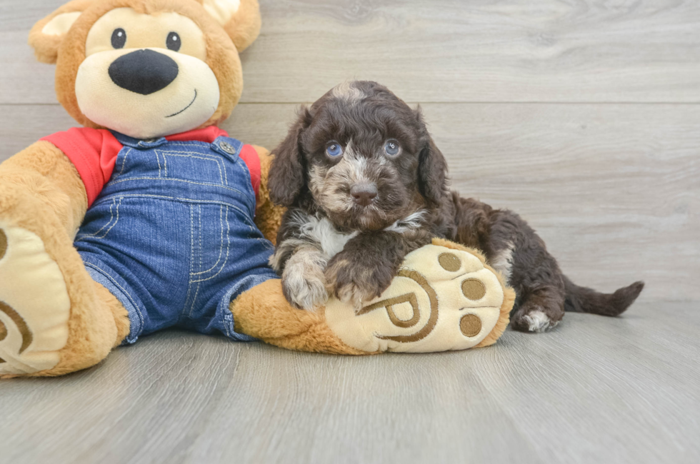 6 week old Mini Goldendoodle Puppy For Sale - Premier Pups