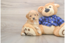 Mini Goldendoodle Puppy for Adoption