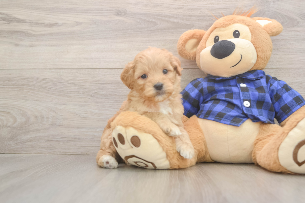 Mini Goldendoodle Puppy for Adoption