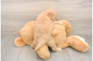 Little Mini Goldenpoo Poodle Mix Puppy