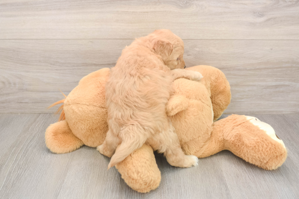 Little Mini Goldenpoo Poodle Mix Puppy